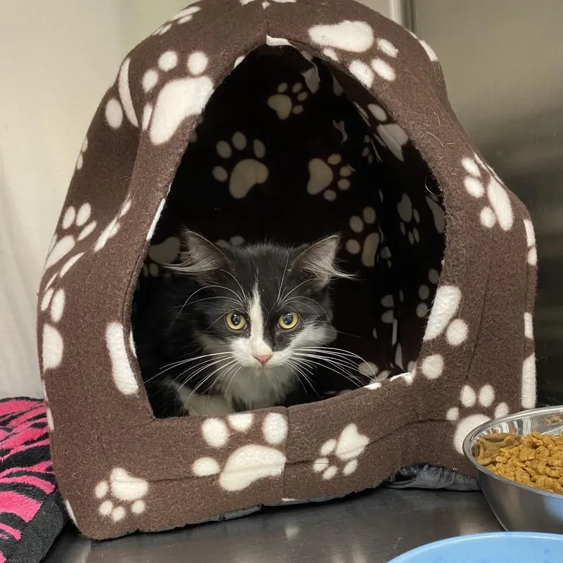 A baby small-sized male Black Domestic Long Hair cat named Timber for adoption in Hannibal, MO