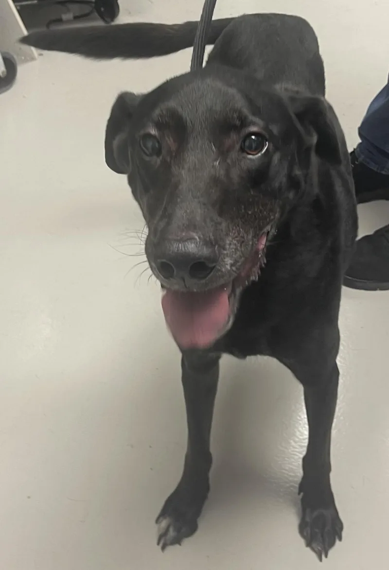 A senior medium-sized male Black Labrador Retriever dog named Henry for adoption in Danville, IN