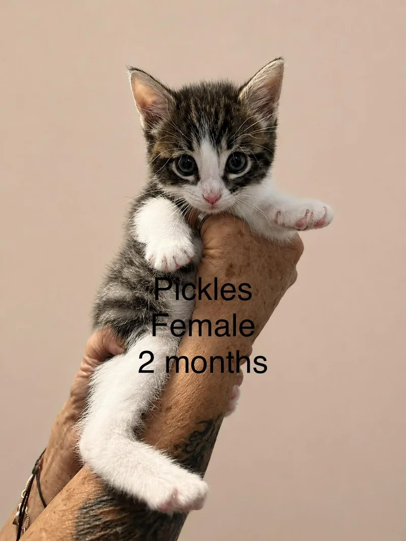 A baby medium-sized female Domestic Short Hair cat named Pickles for adoption in Magnolia, TX
