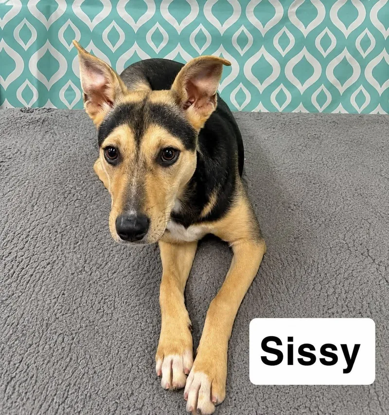 A baby medium-sized female Hound dog named Sissy for adoption in Manchester, CT
