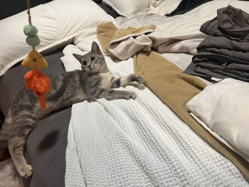 A young medium-sized female Domestic Short Hair cat named Sylvie for adoption in Mechanicsburg, PA