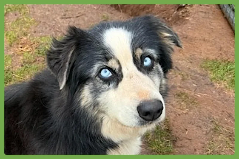 An adult medium-sized female Tricolor (Brown, Black, & White) Australian Shepherd dog named Chloe for adoption in Amherst, MA