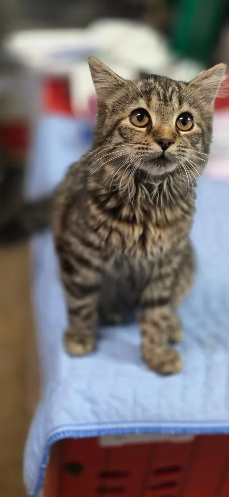 A baby medium-sized female Domestic Long Hair cat named Penelope for adoption in Crossville, TN