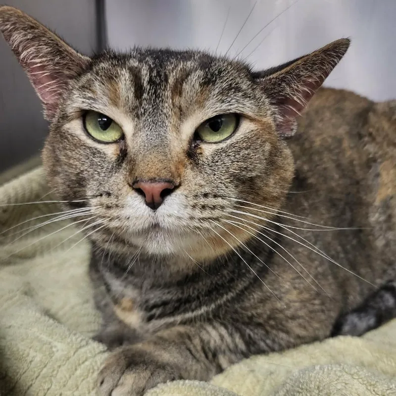 An adult large-sized female Brown / Chocolate Domestic Short Hair cat named Tara for adoption in Martinsville, VA