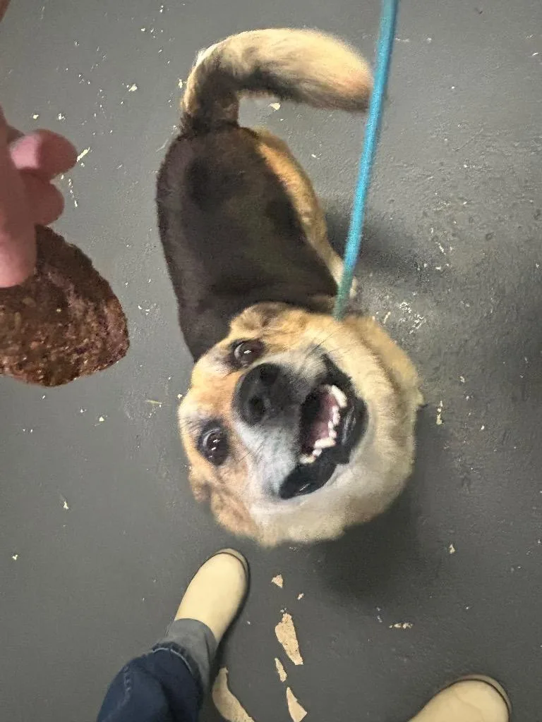 Stubby