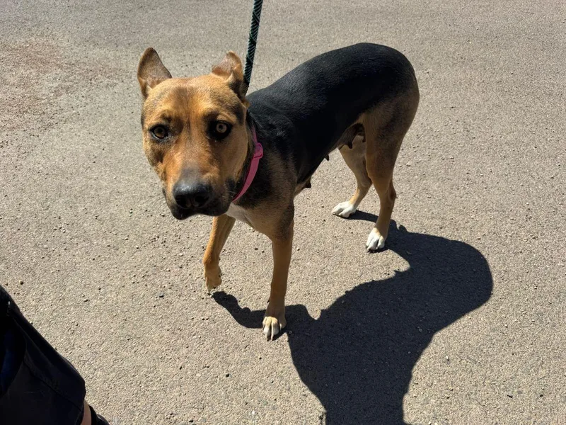 An adult small-sized female Black German Shepherd Dog dog named Sunrise for adoption in Kingman, AZ