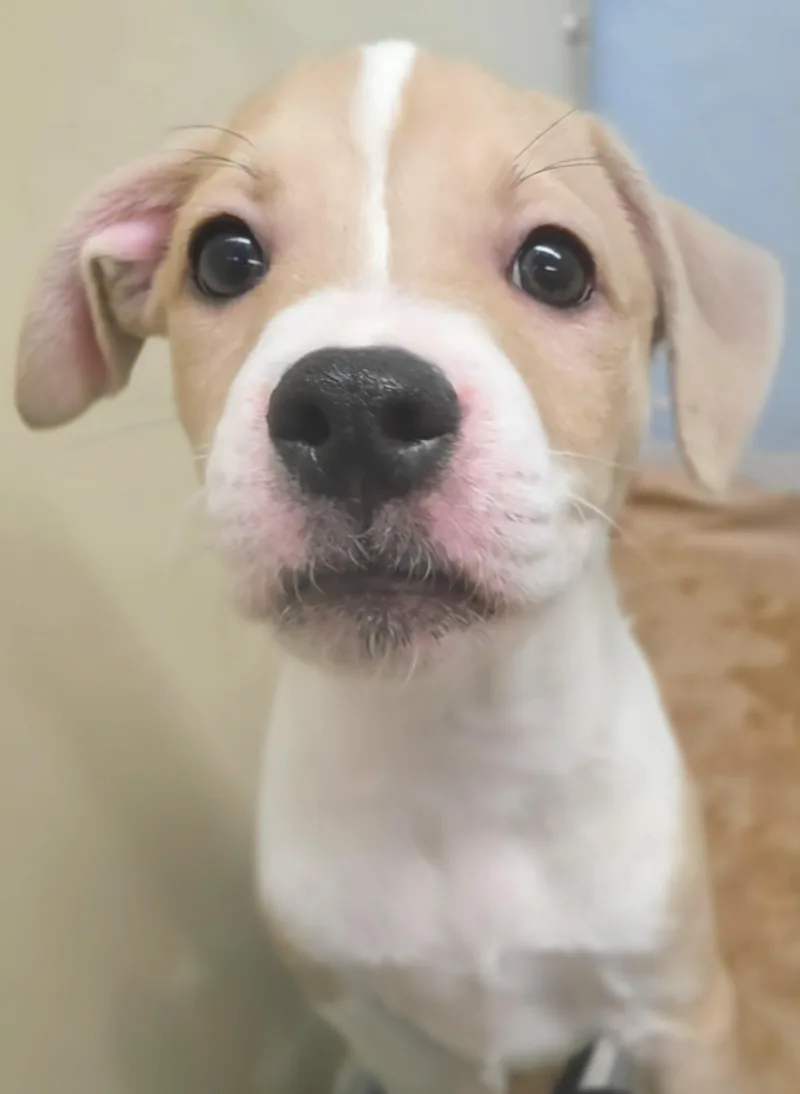 A baby medium-sized female Yellow / Tan / Blond / Fawn Mixed Breed dog named Lily for adoption in Wayne, NJ