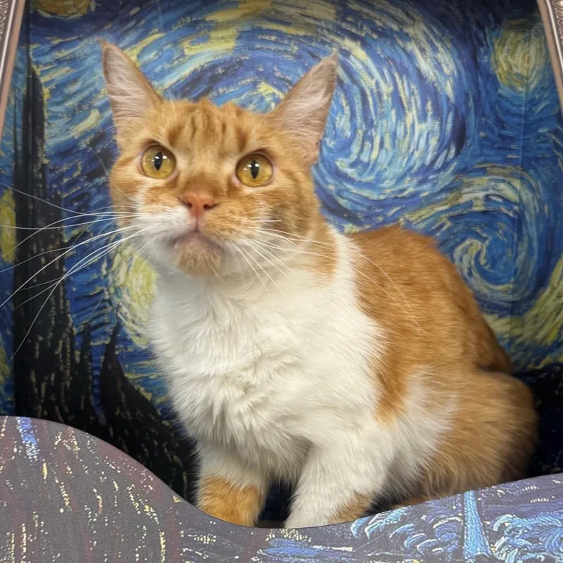 Ginger thumbnail 4