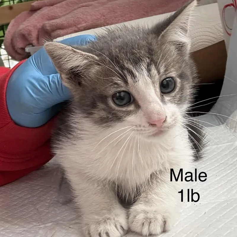 A baby small-sized male Gray / Blue / Silver Domestic Short Hair cat named Gunnar for adoption in Pacific Palisades, CA