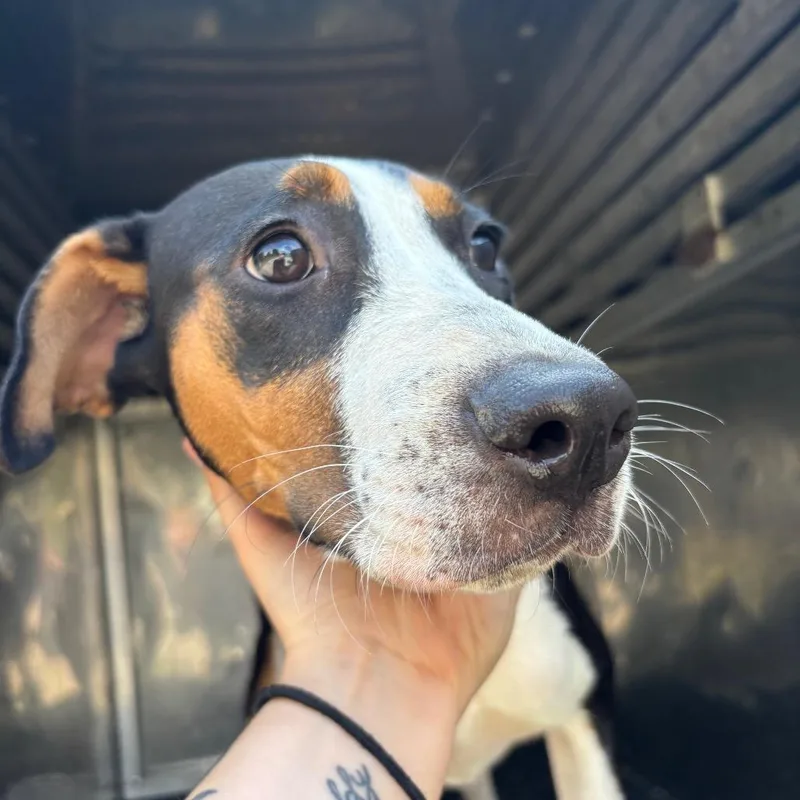 A young medium-sized female White / Cream Mixed Breed dog named Seraphina for adoption in St Joseph, MO