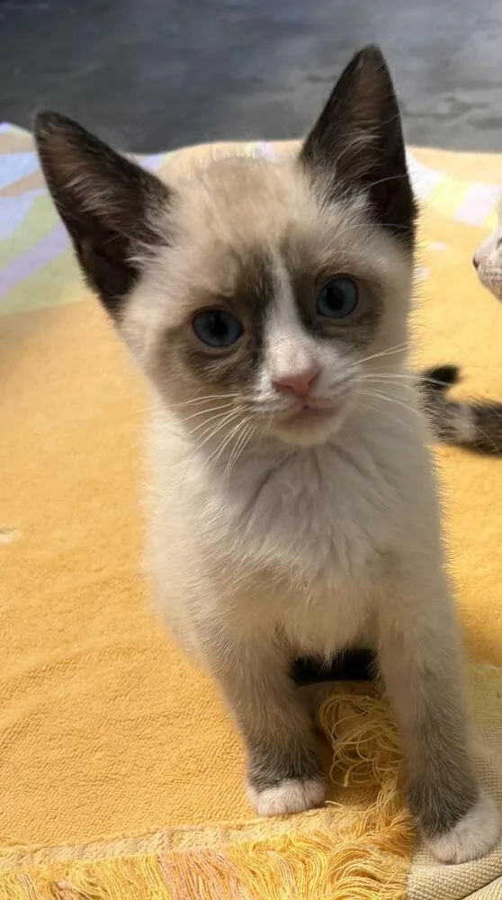 A baby small-sized female Siamese cat named Elvira for adoption in Lancaster, CA