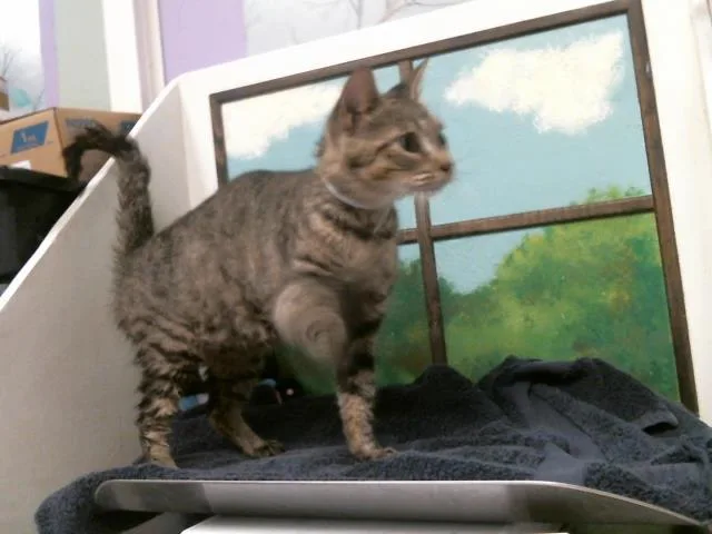 A young medium-sized female Domestic Short Hair cat named Arya for adoption in Houston, TX