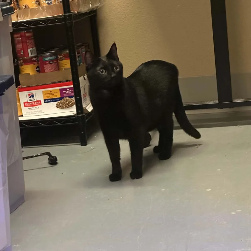 An adult medium-sized female Domestic Short Hair cat named Ebony for adoption in Truth or Consequences , NM