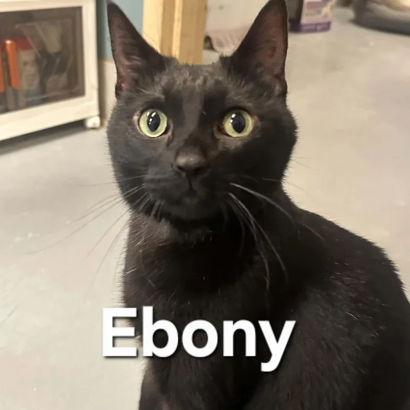 Ebony thumbnail 5