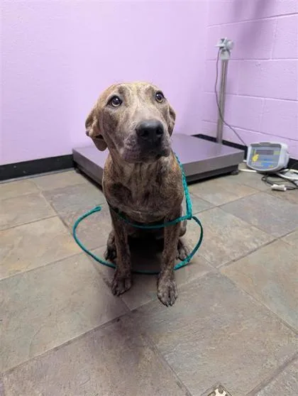 A young medium-sized female Brindle Pit Bull Terrier dog named 61086556 for adoption in El Paso, TX