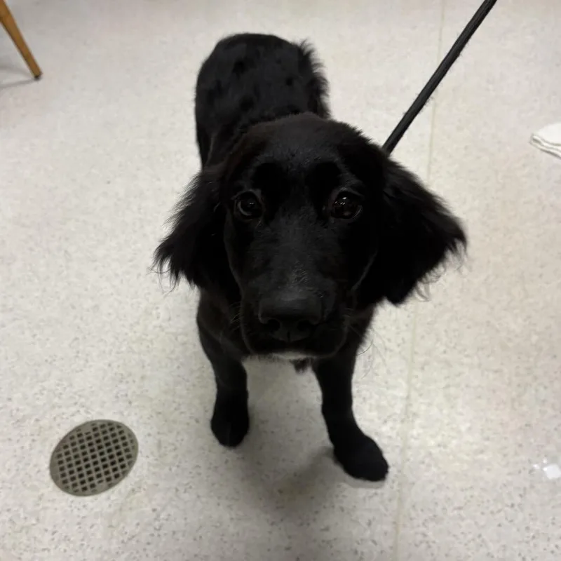A baby medium-sized male Black Labrador Retriever dog named Sperg for adoption in Binghamton, NY