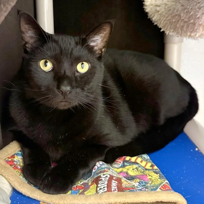An adult extra large-sized male Black Domestic Short Hair cat named Sylvester for adoption in Woodinville, WA