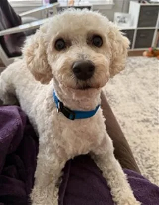 An adult medium-sized male Poodle dog named Nico for adoption in Tallahassee, FL