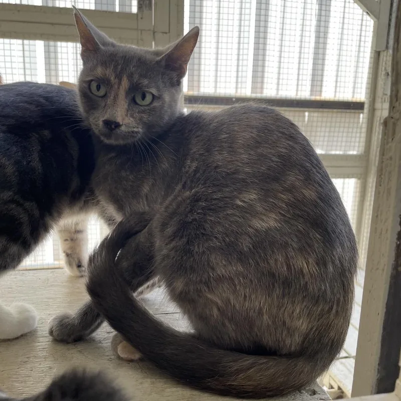 A young medium-sized female Tortoiseshell Domestic Short Hair cat named Charcoal for adoption in Laredo, TX