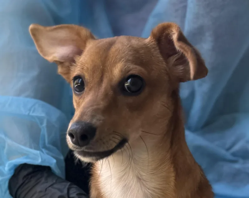 A young small-sized female Chihuahua dog named Freya for adoption in Chico, CA