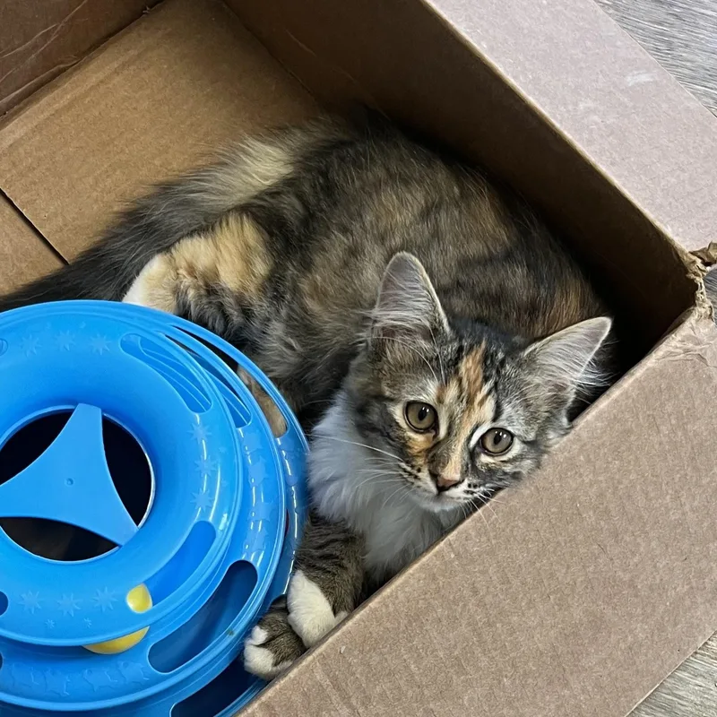 A baby medium-sized female Tabby (Brown / Chocolate) Domestic Medium Hair cat named June for adoption in Waynesville, NC