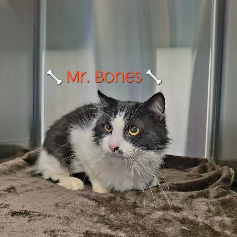 An adult medium-sized male Domestic Medium Hair cat named Mr. Bones for adoption in Parkersburg, WV