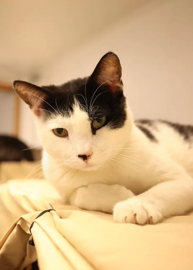 A young medium-sized male Black & White / Tuxedo Tuxedo cat named Bagel for adoption in Mira Loma, CA