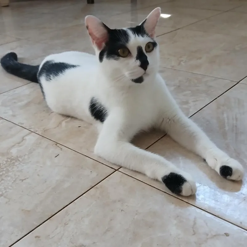 A baby small-sized male Tuxedo cat named Vincent for adoption in Miami, FL
