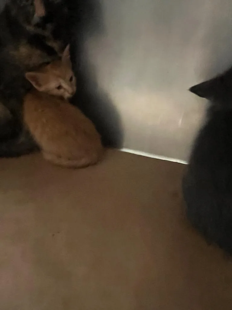 A baby small-sized male Domestic Short Hair cat named Clint for adoption in Cartersville , GA