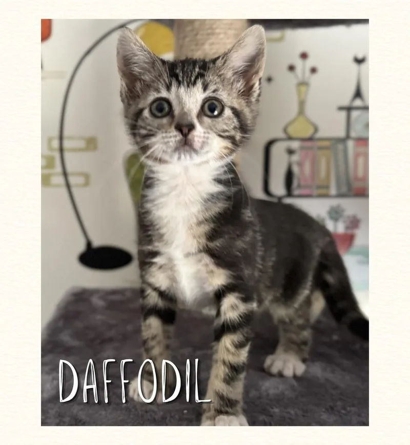 A baby small-sized female Domestic Short Hair cat named Daffodil for adoption in Wellington, FL