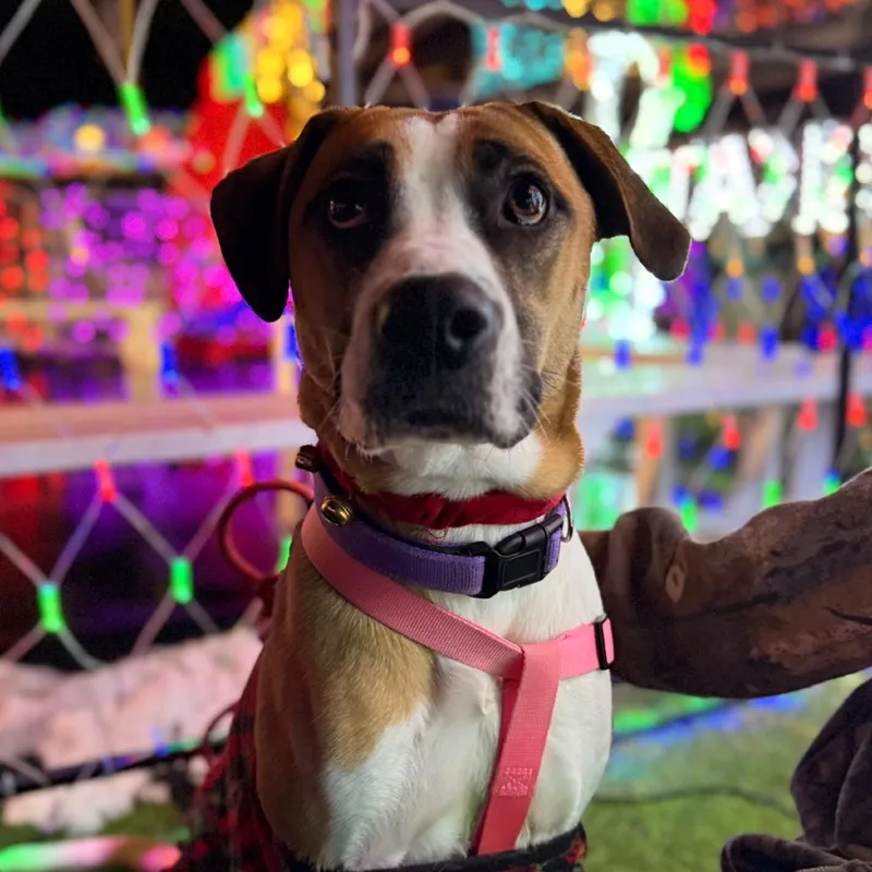 Willow Bug thumbnail 2