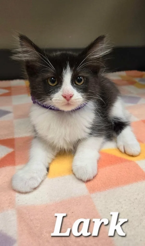 A baby small-sized female Domestic Medium Hair cat named Lark for adoption in Sidney, OH