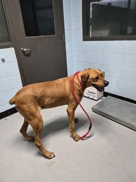 An adult large-sized female Coonhound dog named Pen for adoption in Lawrenceville, GA