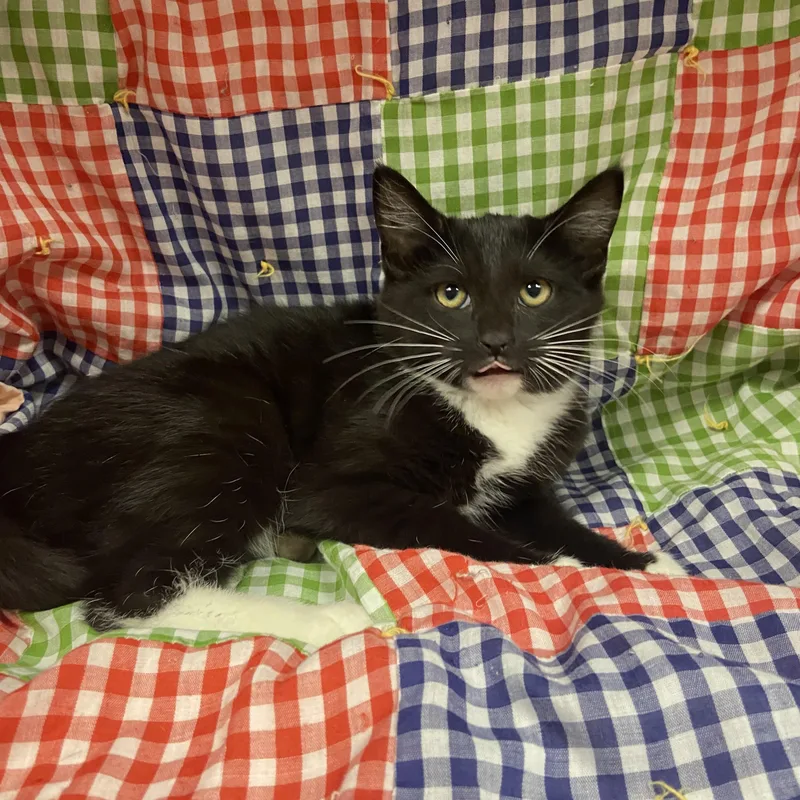 A young small-sized female Black & White / Tuxedo Domestic Short Hair cat named Diva for adoption in Edinburg, VA
