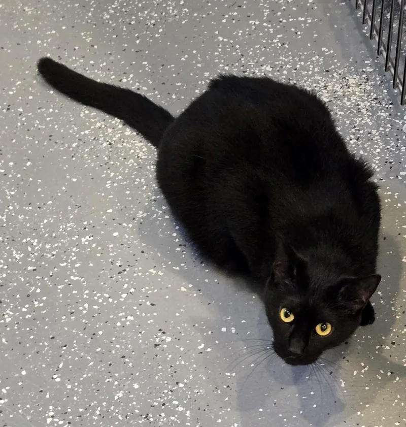 An adult medium-sized male Black Domestic Short Hair cat named Ambrose for adoption in Bloomsdale, MO