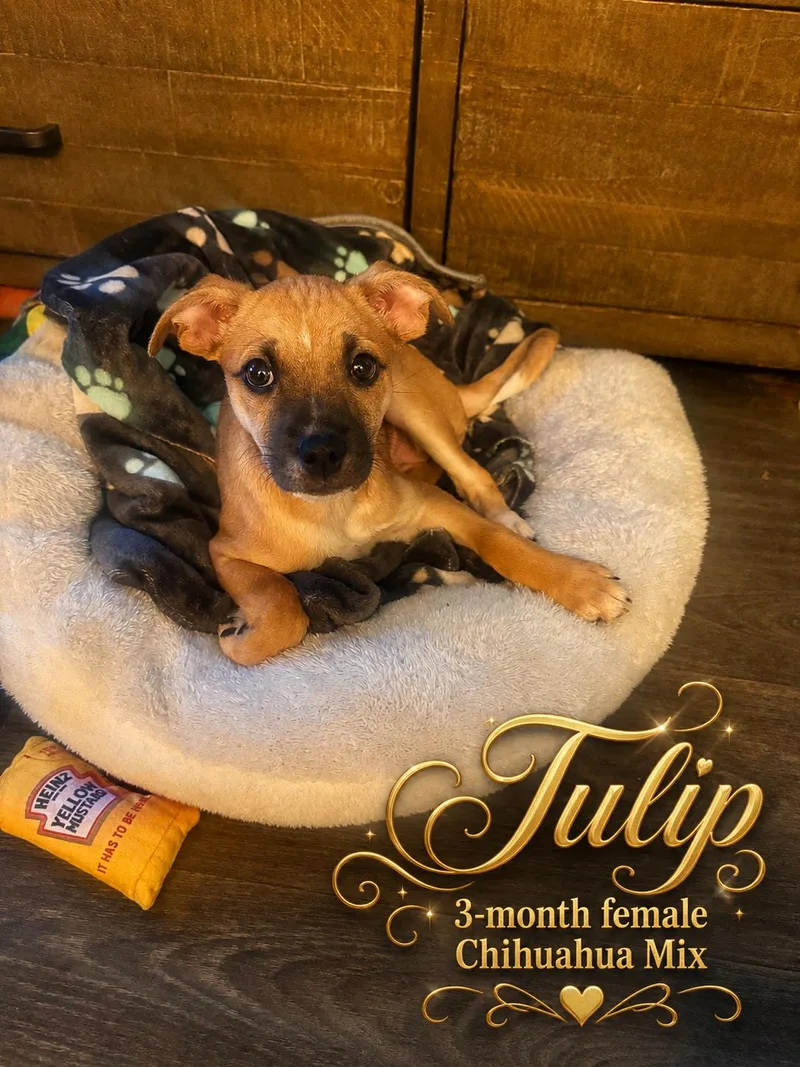 TULIP MONTH