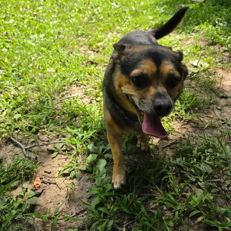 An adult small-sized male Black Chihuahua dog named Charlie for adoption in Dillsburg, PA