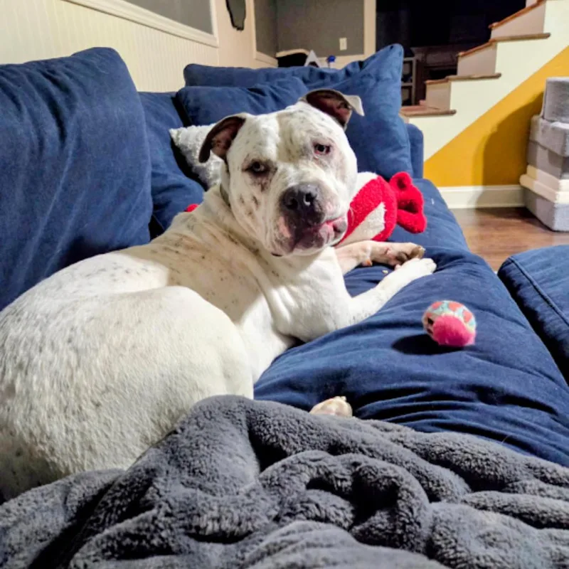 Bulldozer thumbnail 2