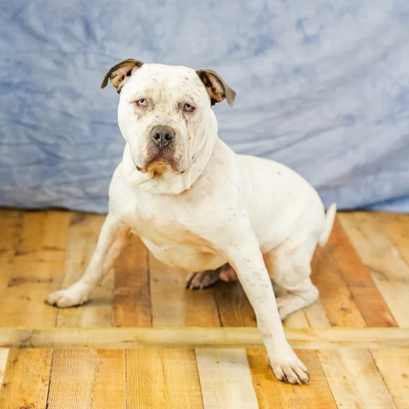 Bulldozer thumbnail 3