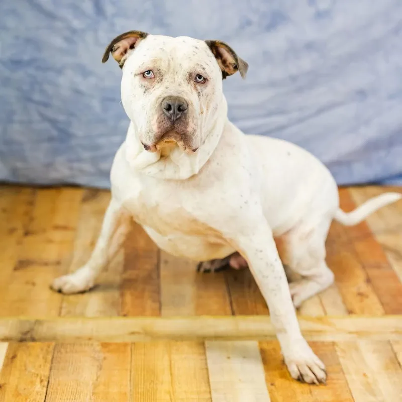 Bulldozer thumbnail 6