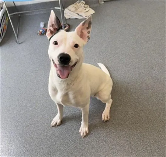 A young medium-sized female Pit Bull Terrier dog named Inky for adoption in Toledo, OH