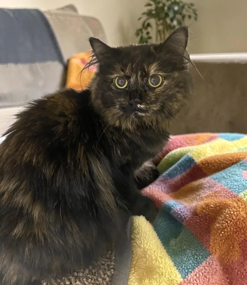 An adult medium-sized female Tortoiseshell Domestic Medium Hair cat named Bear for adoption in Elyria, OH