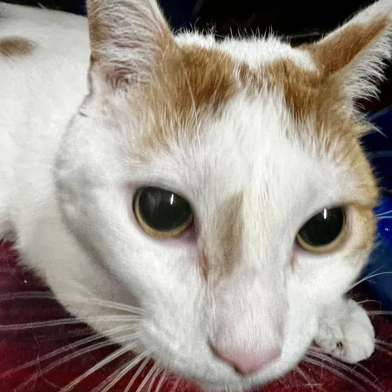 An adult large-sized male Orange / Red Domestic Short Hair cat named Cooper for adoption in Franklin, NC