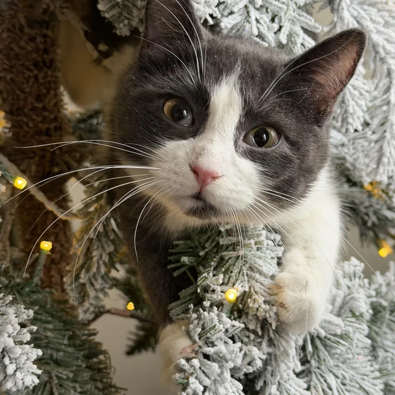 Monstera thumbnail 2