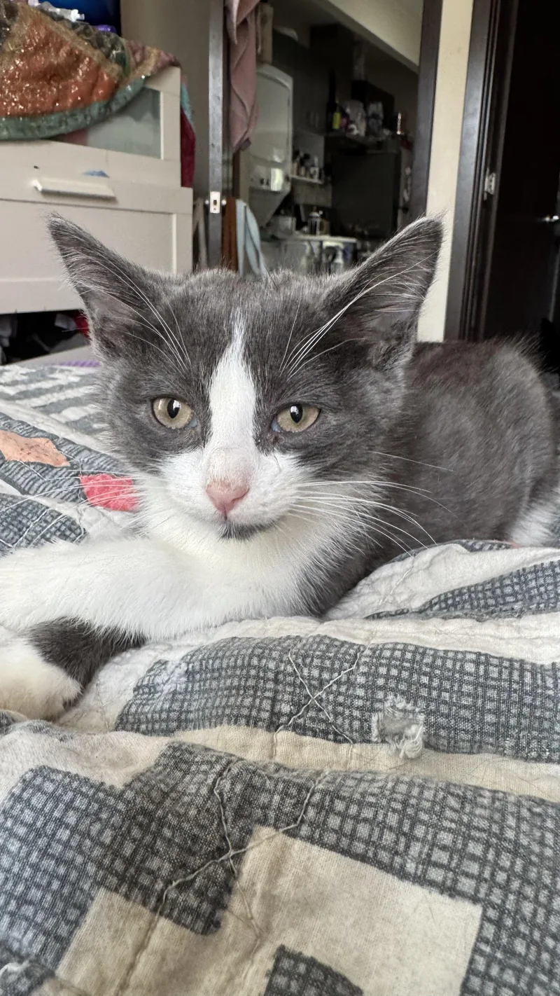 Monstera thumbnail 4