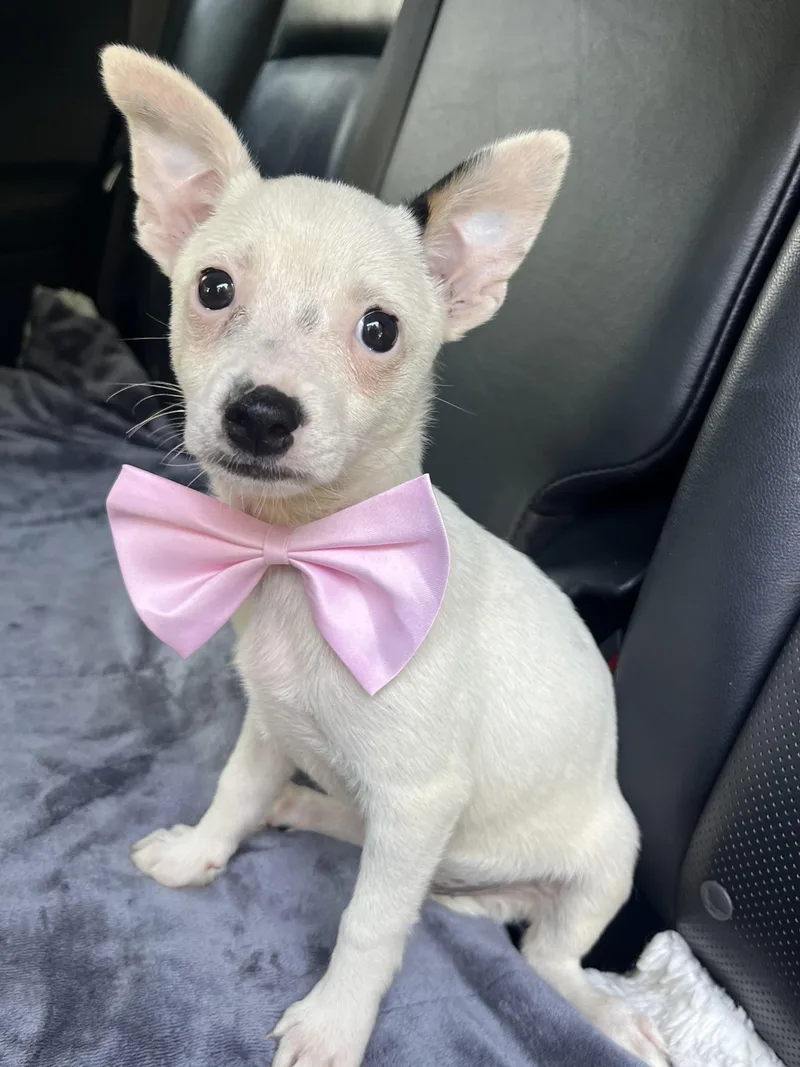 A baby small-sized female Chihuahua dog named Daisy for adoption in Gilbert, SC