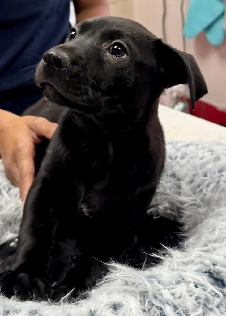 Pepsicorso Mix Puppy! thumbnail 2