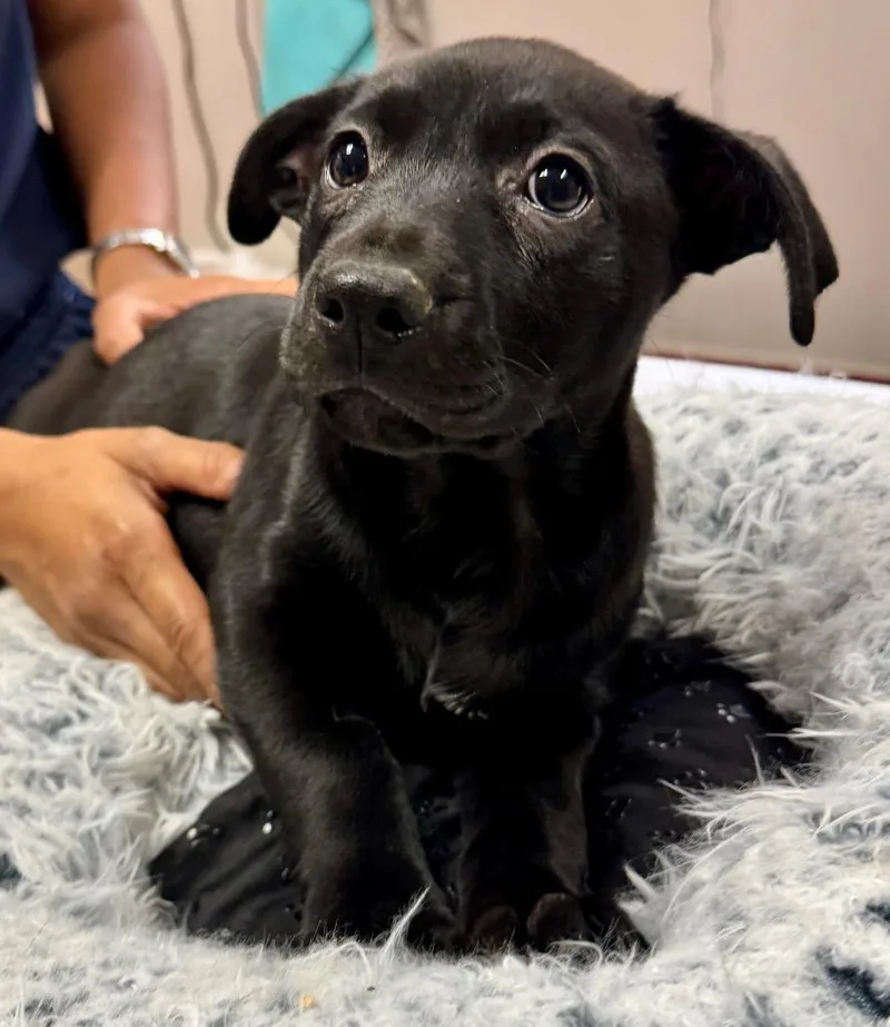 Pepsicorso Mix Puppy! thumbnail 3