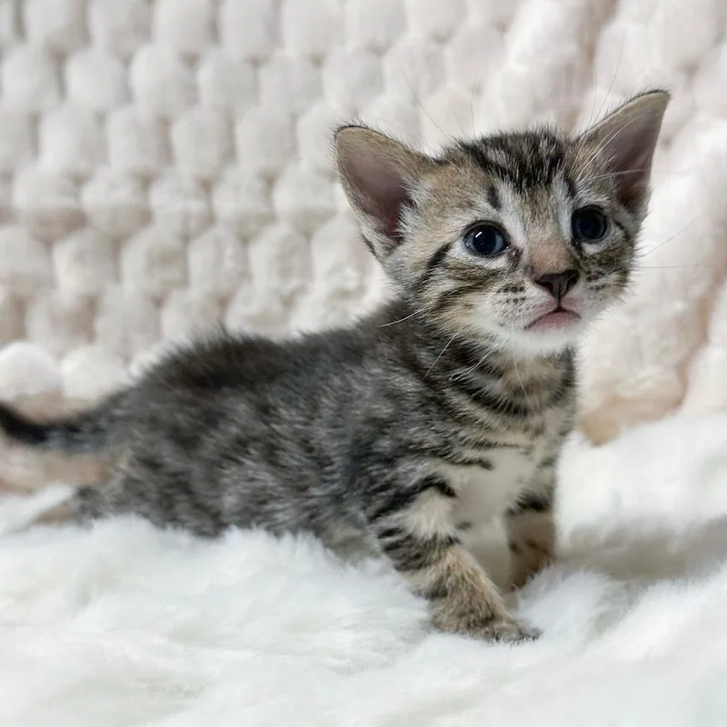 A baby small-sized male Brown / Chocolate Domestic Short Hair cat named Rowe for adoption in Long Beach, CA