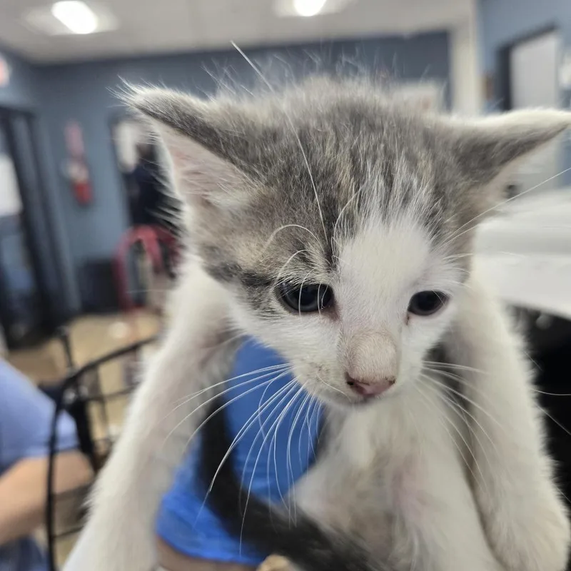 A baby small-sized female Gray / Blue / Silver Domestic Short Hair cat named Cater for adoption in Newark, NJ
